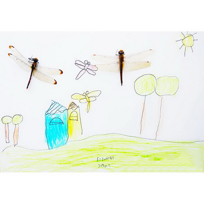 Insect Specimen - Red Dragonfly#Insect Painting#